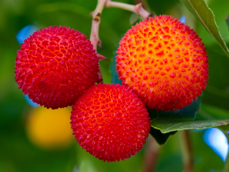 Chruścina jagodna (truskawkowe drzewo, poziomkowiec) - sadzonki