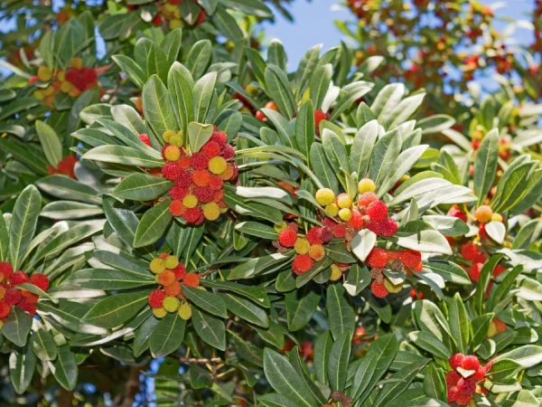 Chruścina jagodna (truskawkowe drzewo, poziomkowiec) - sadzonki