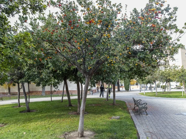 Chruścina jagodna (truskawkowe drzewo, poziomkowiec) - sadzonki