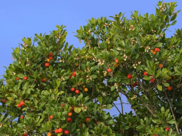 Chruścina jagodna (truskawkowe drzewo, poziomkowiec) - sadzonki