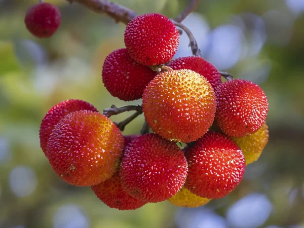 Chruścina jagodna (truskawkowe drzewo, poziomkowiec) - sadzonki