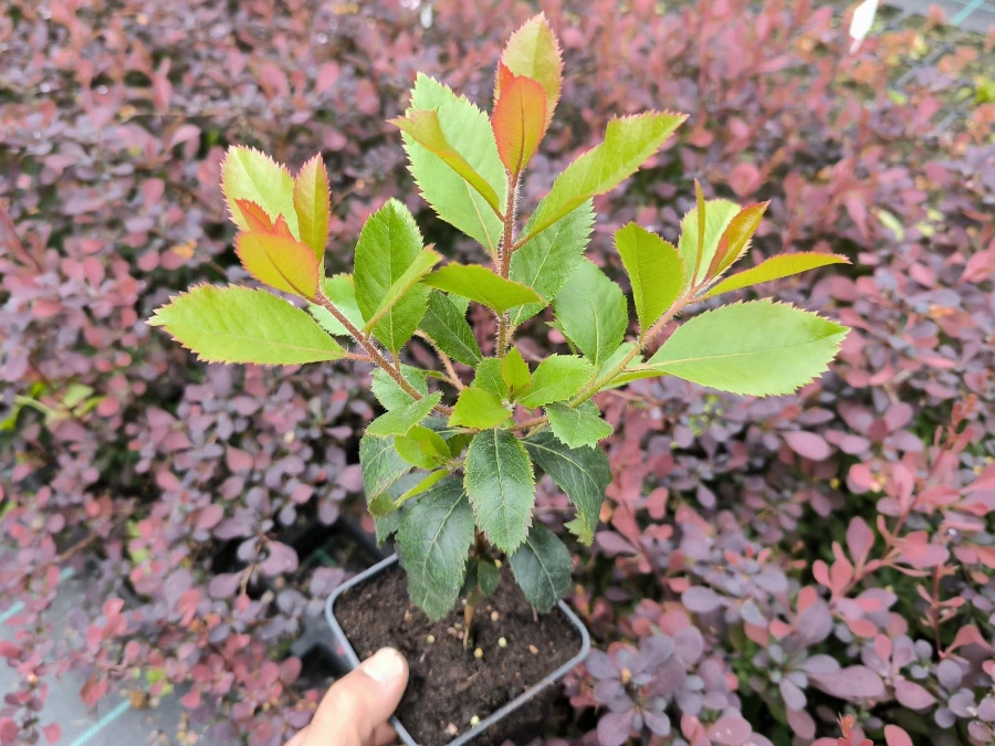 Chruścina jagodna (truskawkowe drzewo, poziomkowiec) - sadzonki w doniczkach P9