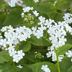 Brunera wielkolistna BETTY BOWRING - sadzonki