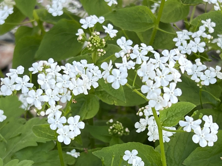 brunera-wielkolistna-betty-bowring-sadzonki-1 Brunera wielkolistna BETTY BOWRING - sadzonki