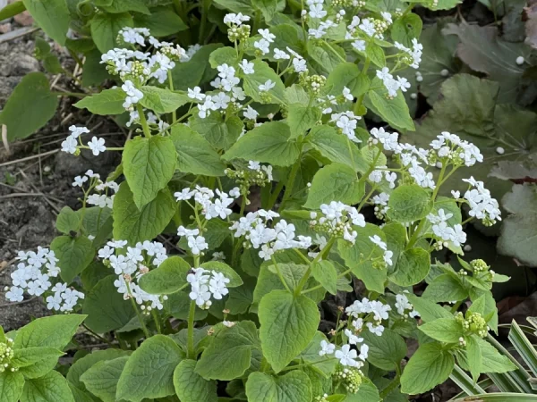 Brunera wielkolistna BETTY BOWRING - sadzonki