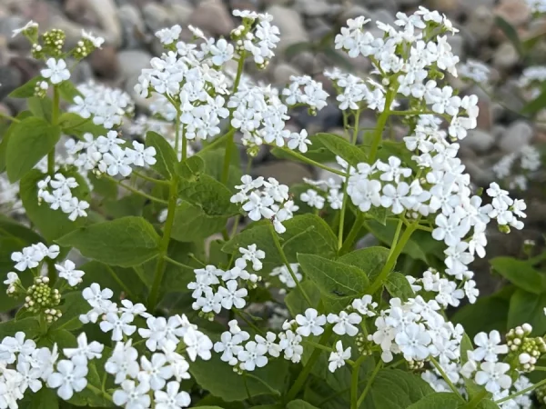 Brunera wielkolistna BETTY BOWRING - sadzonki