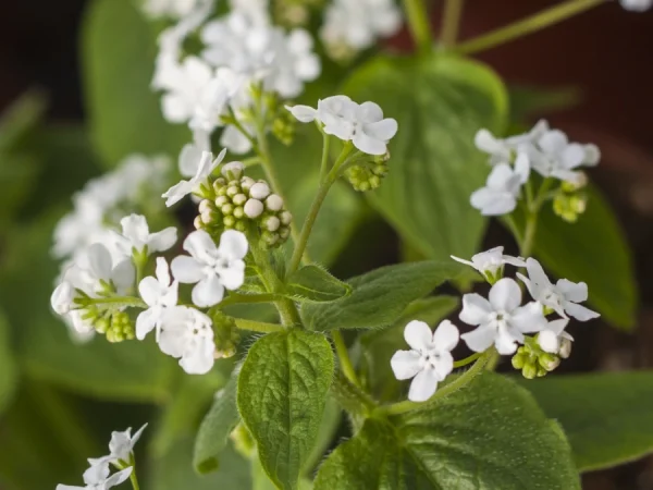 Brunera wielkolistna BETTY BOWRING - sadzonki
