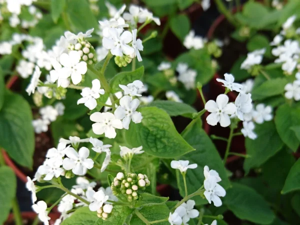 Brunera wielkolistna BETTY BOWRING - sadzonki