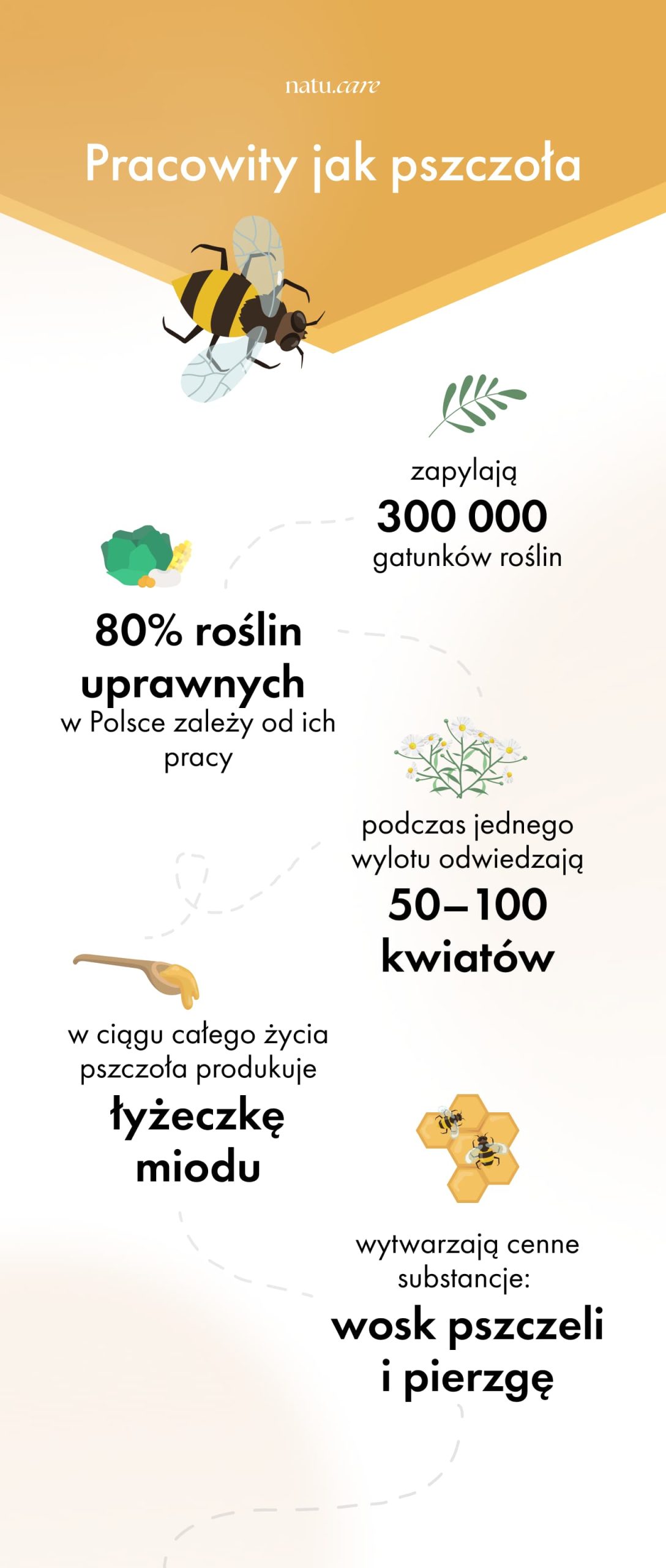 infografika-pracowity-jak-pszczola