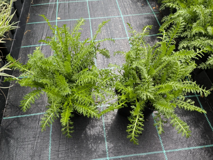 Krwawnik pospolity - sadzonki w doniczkach P11