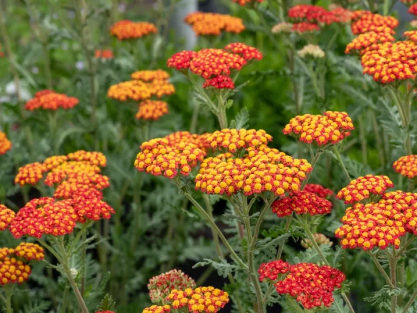 Krwawnik pospolity SAFRAN - sadzonki