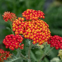 Krwawnik pospolity SAFRAN - sadzonki