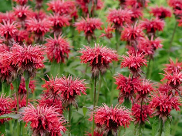 Pysznogłówka CAMBRIDGE SCARLET - sadzonki