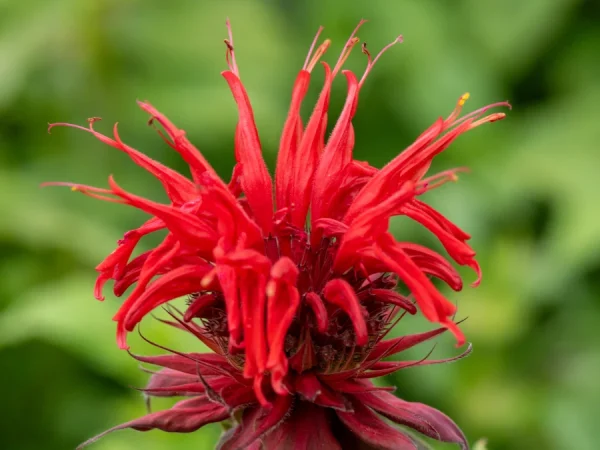 Pysznogłówka CAMBRIDGE SCARLET - sadzonki