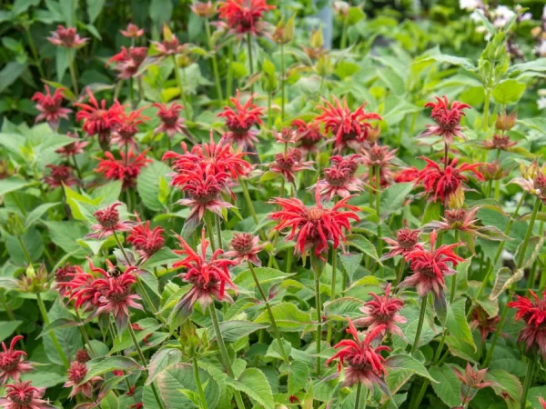 Pysznogłówka CAMBRIDGE SCARLET - sadzonki