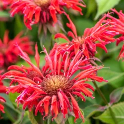 Pysznogłówka CAMBRIDGE SCARLET - sadzonki