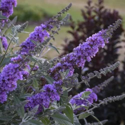 Budleja HUMDINGER Lavender Cupcake - sadzonki