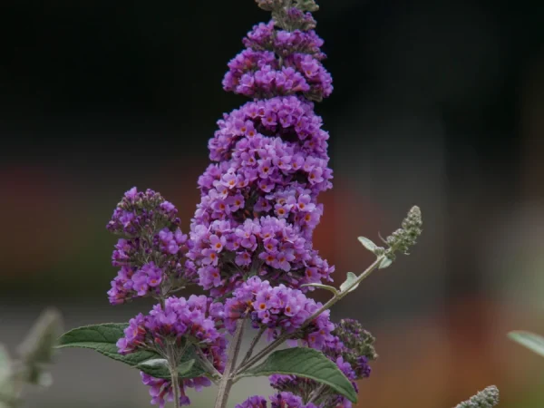 Budleja HUMDINGER Lavender Cupcake - sadzonki