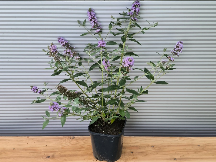 Budleja Davida LAVENDER CUPKAKE - sadzonki w doniczkach C2