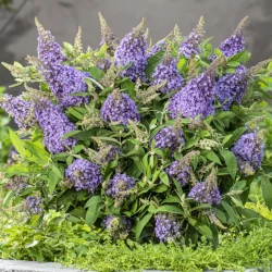 Budleja BUTTERFLY CANDY Little SWEATHEART - sadzonki