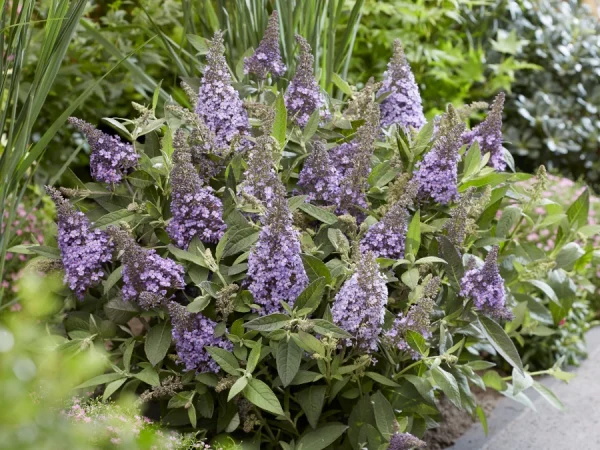 Budleja BUTTERFLY CANDY Little SWEATHEART - sadzonki