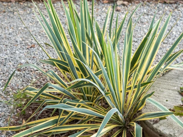 Juka Jukka karolińska (Yucca) BRIGHT EDGE - sadzonki
