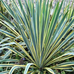 Juka Jukka karolińska (Yucca) BRIGHT EDGE - sadzonki