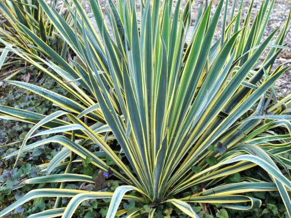 Juka Jukka karolińska (Yucca) BRIGHT EDGE - sadzonki