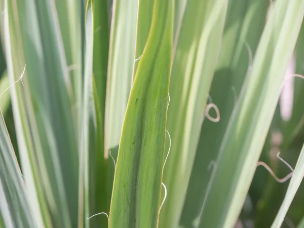 Juka Jukka karolińska (Yucca) BRIGHT EDGE - sadzonki