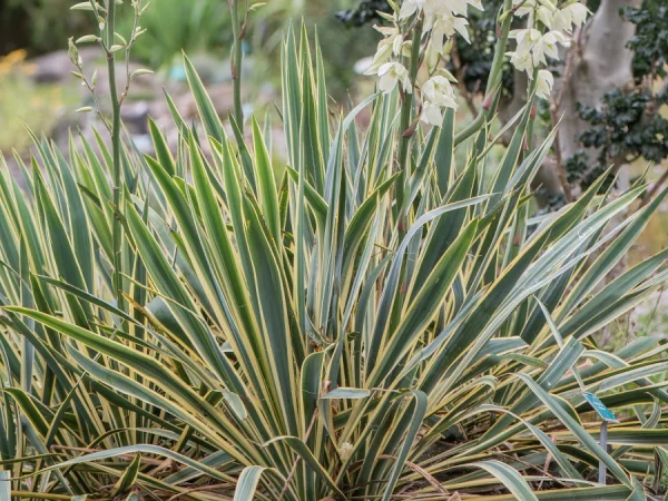 Juka Jukka karolińska (Yucca) BRIGHT EDGE - sadzonki