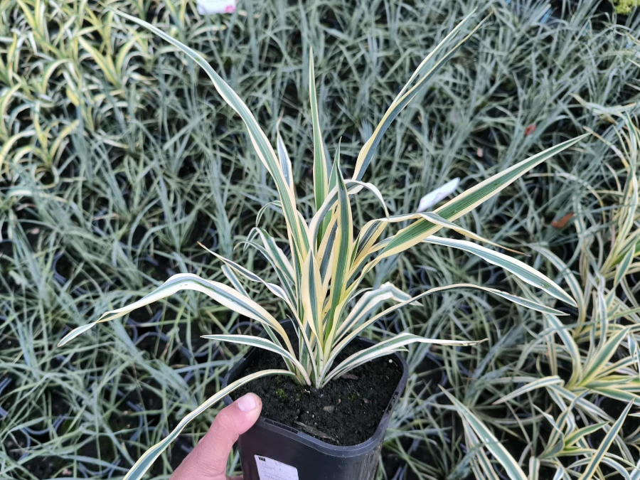 Juka Jukka karolińska (Yucca) BRIGHT EDGE - sadzonki w doniczkach C2