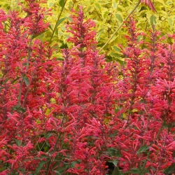 Kłosowiec KUDOS CORAL - sadzonki