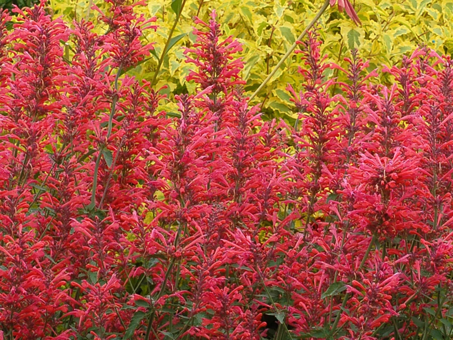 klosowiec-kudos-coral-sadzonki-1 Kłosowiec KUDOS CORAL - sadzonki