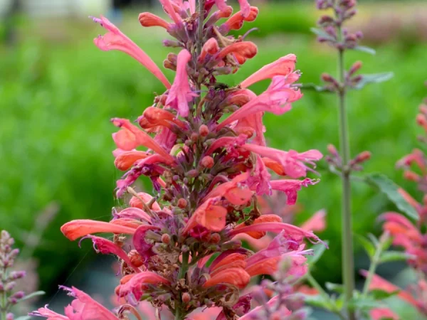 Kłosowiec KUDOS CORAL - sadzonki