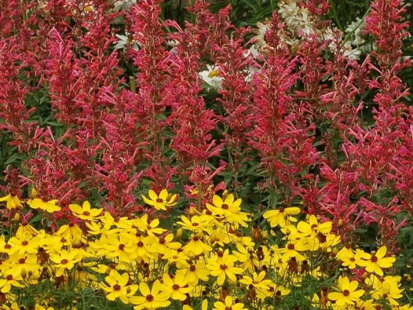 Kłosowiec KUDOS CORAL - sadzonki