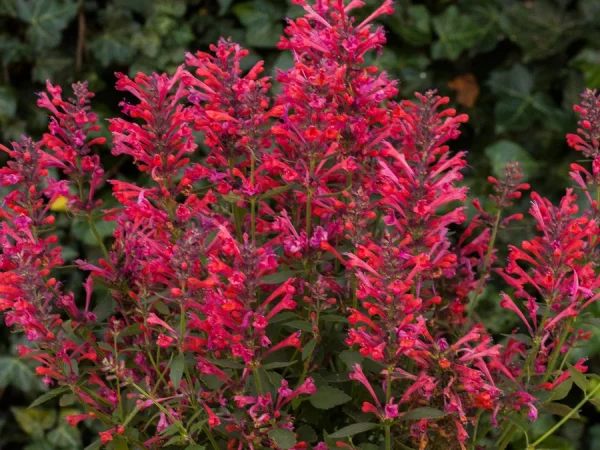 Kłosowiec KUDOS CORAL - sadzonki