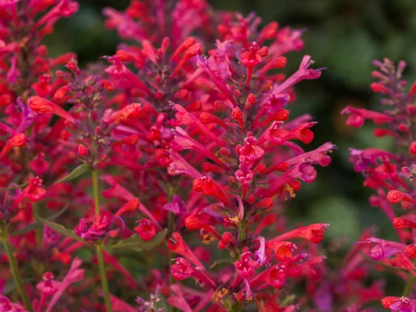 Kłosowiec KUDOS CORAL - sadzonki