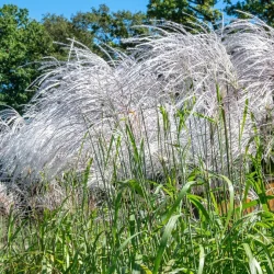 Miskant chiński MEMORY - sadzonki