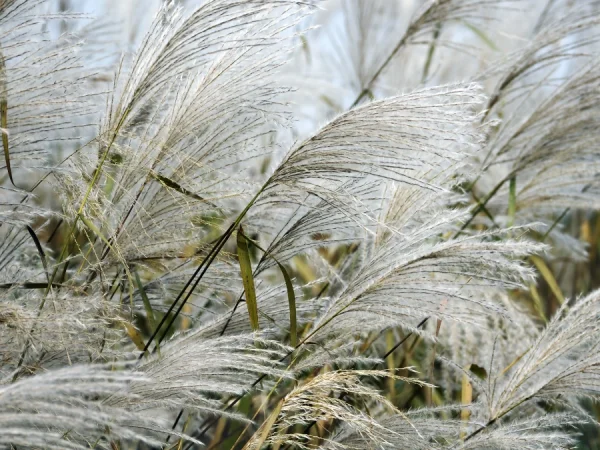 Miskant chiński MEMORY - sadzonki