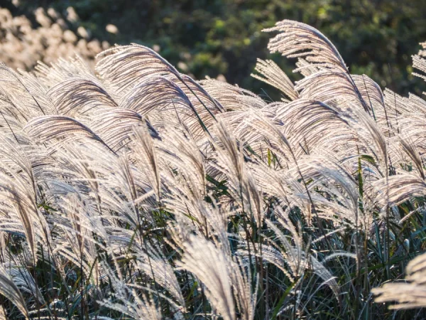 Miskant chiński MEMORY - sadzonki
