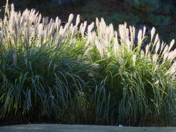 Miskant chiński MEMORY - sadzonki