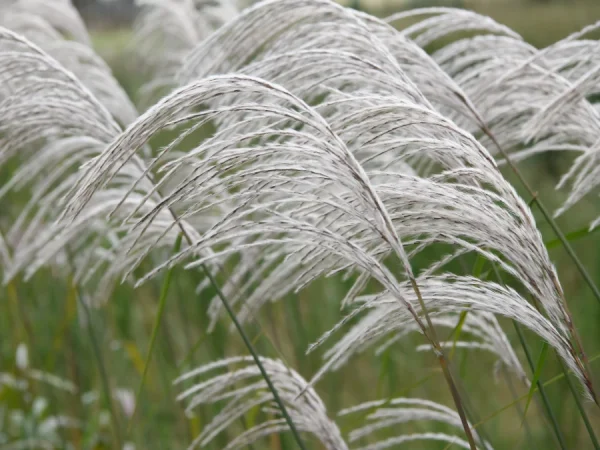 Miskant chiński MEMORY - sadzonki