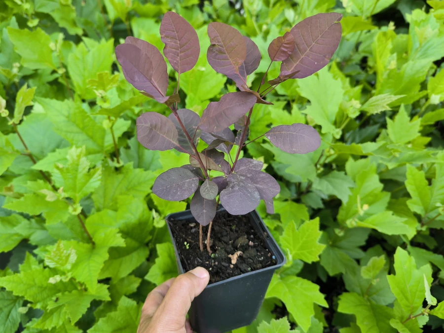 perukowiec-podolski-royal-purple-sadzonki-p11 Perukowiec podolski ROYAL PURPLE - sadzonki w doniczkach P11