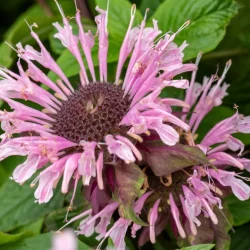 Pysznogłówka (monarda) BEAUTY OF COBHAN - sadzonki