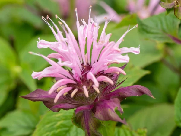 Pysznogłówka (monarda) BEAUTY OF COBHAN - sadzonki