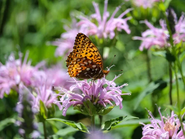 Pysznogłówka (monarda) BEAUTY OF COBHAN - sadzonki