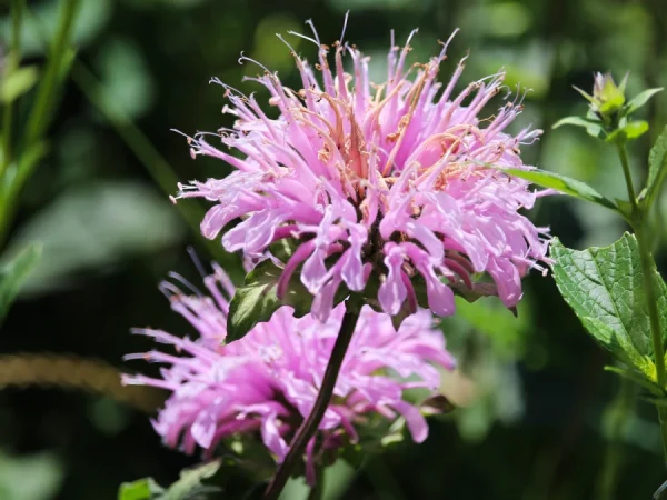 Pysznogłówka (monarda) BEAUTY OF COBHAN - sadzonki