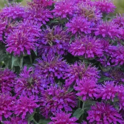 Pysznogłówka (Monarda) SUGAR BUZZ Grape Gumball - sadzonki