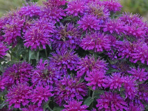 pysznoglowka-monarda-grape-gumball-sadzonki-2 Pysznogłówka (Monarda) SUGAR BUZZ Grape Gumball - sadzonki