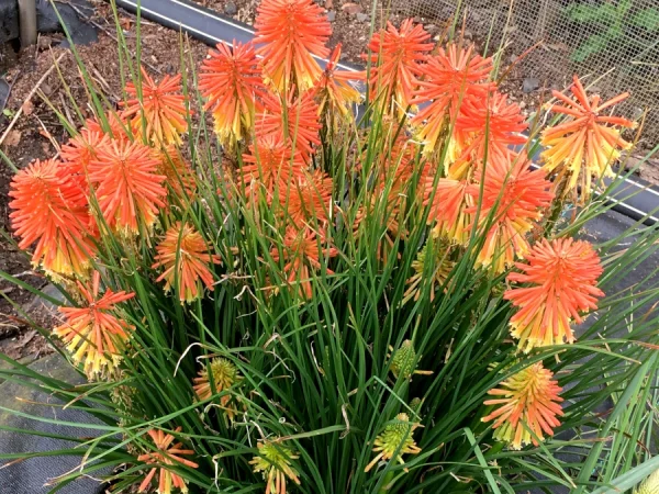 Trytoma POCO DAYBREAK - sadzonki